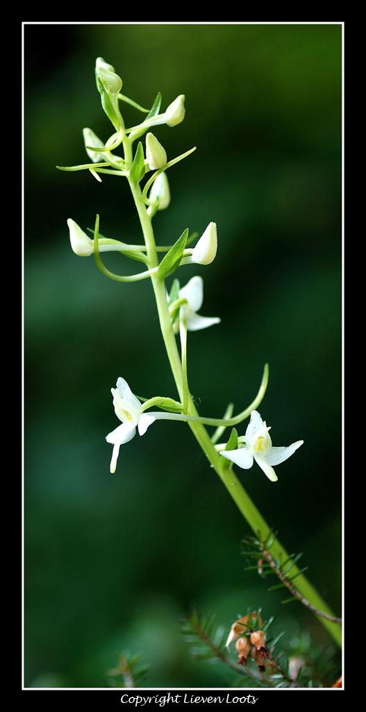 alcune foto di Cypripedium calceolus (Scarpetta di Venere)